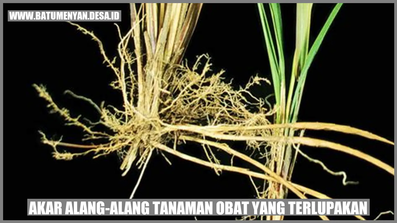 Rahasia Hebat Akar Alang-Alang: Manfaat Terlupakan!