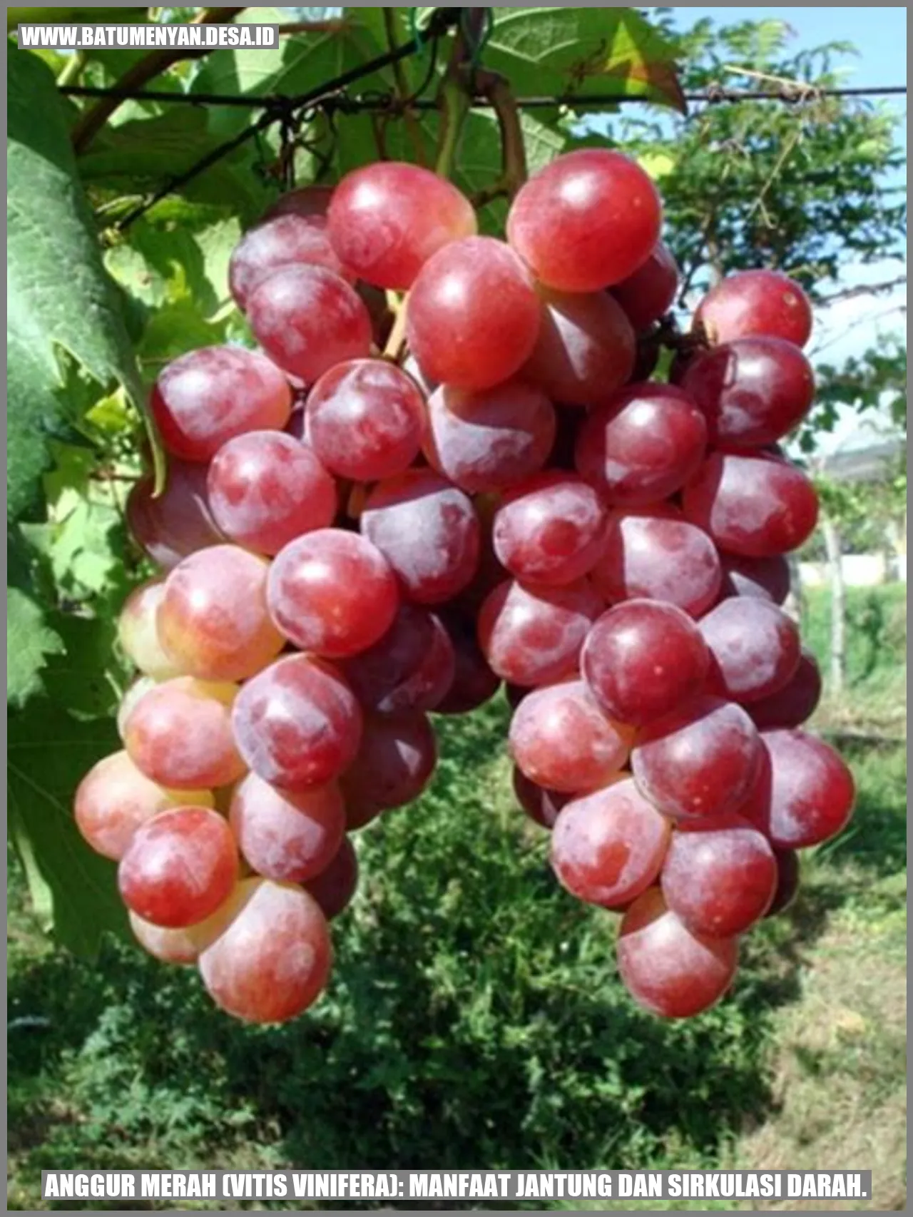 Manfaat Anggur Merah (Vitis vinifera) untuk Jantung dan Sirkulasi Darah