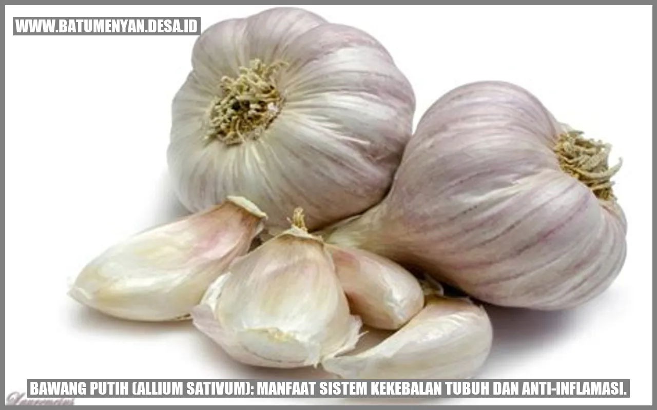 Bawang Putih (Allium sativum): Manfaat Sistem Kekebalan Tubuh dan Anti-inflamasi.
