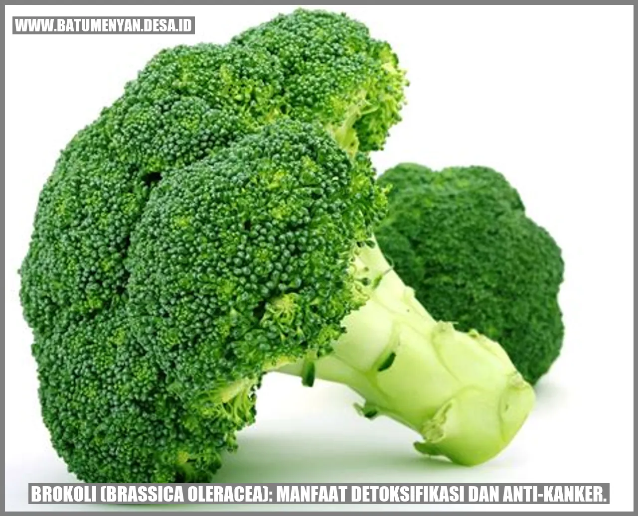 Brokoli (Brassica oleracea): Manfaat Detoksifikasi dan Anti-kanker.
