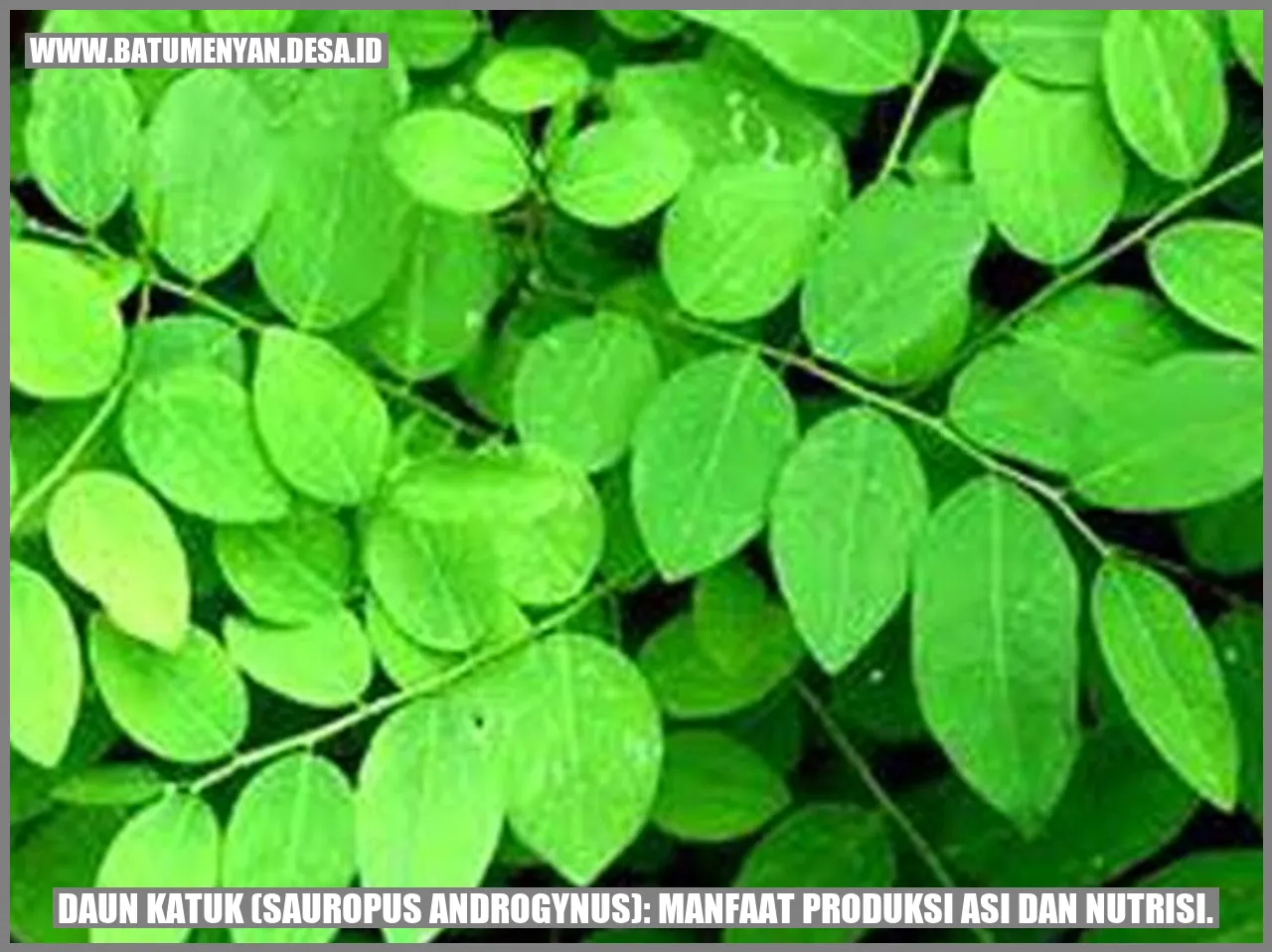 Daun Katuk (Sauropus androgynus): Manfaat Produksi ASI dan Nutrisi.