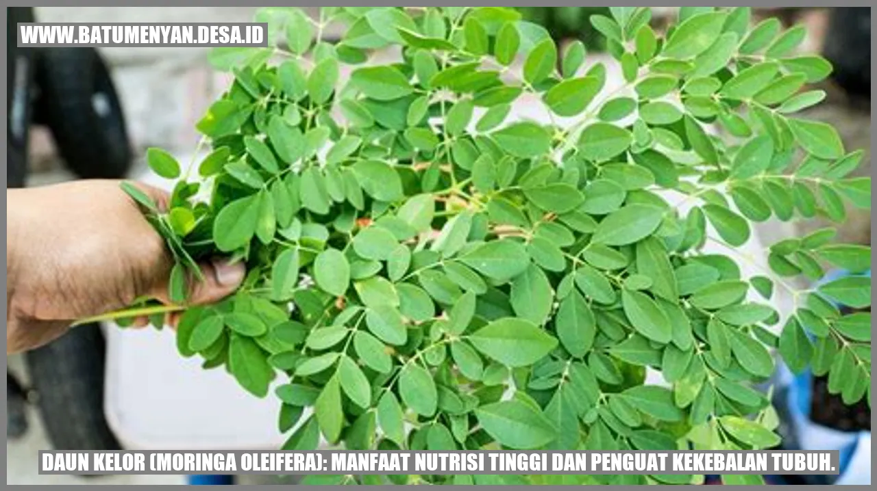 Daun Kelor (Moringa oleifera): Manfaat Nutrisi Tinggi dan Penguat Kekebalan Tubuh.