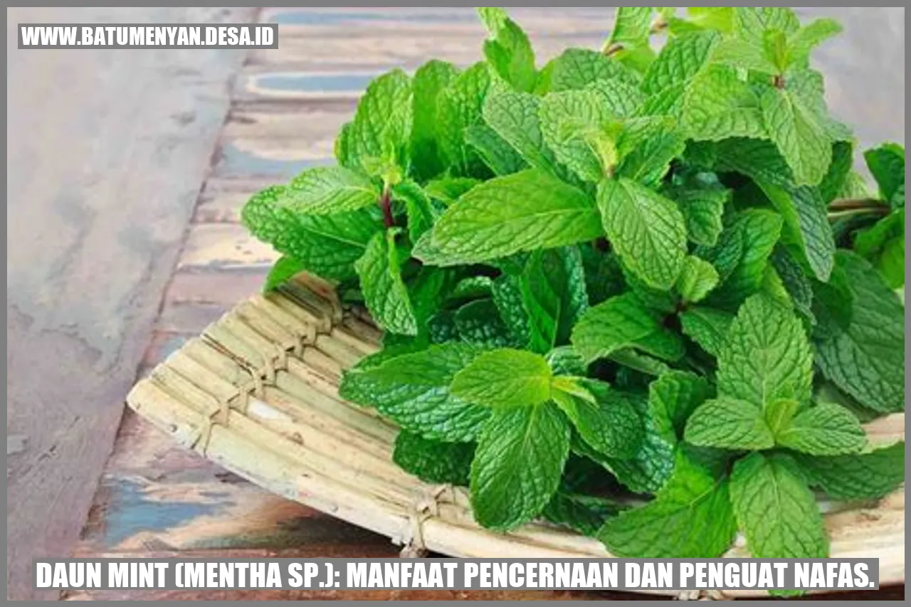 Daun Mint (Mentha sp.): Manfaat Pencernaan dan Penguat Nafas.