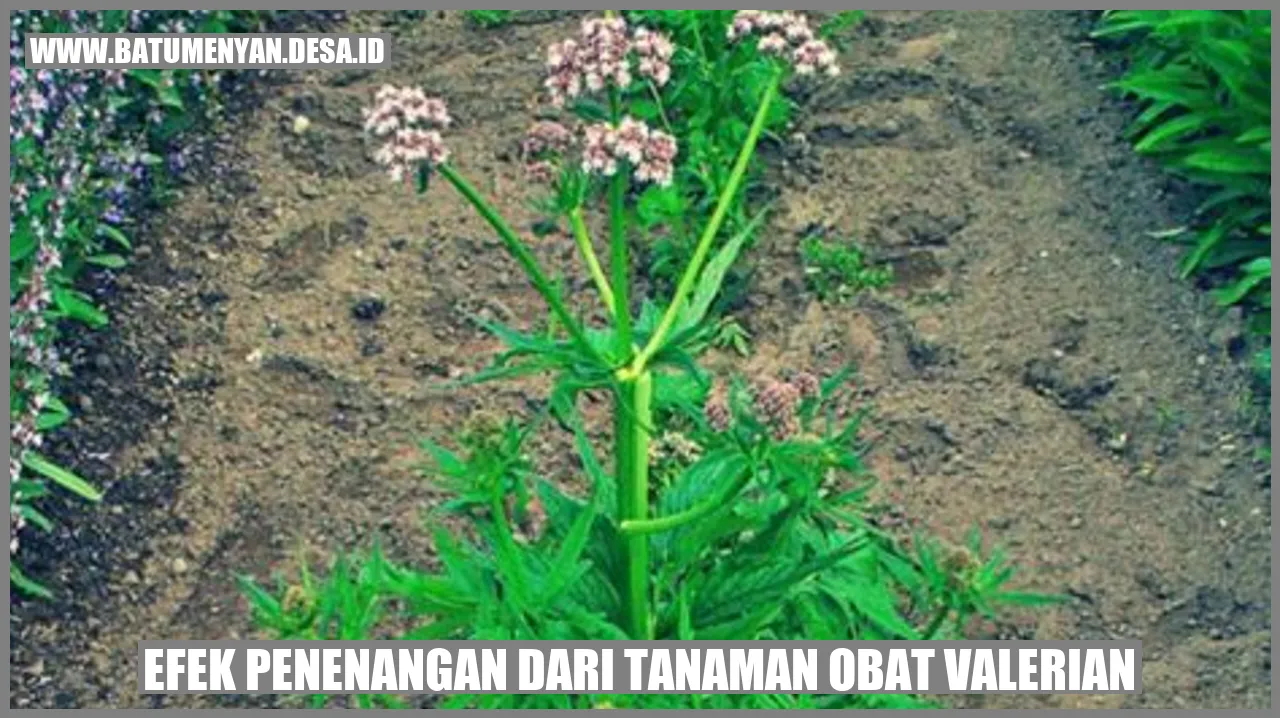 Indahnya Efek Penenangan dari Tanaman Obat Valerian