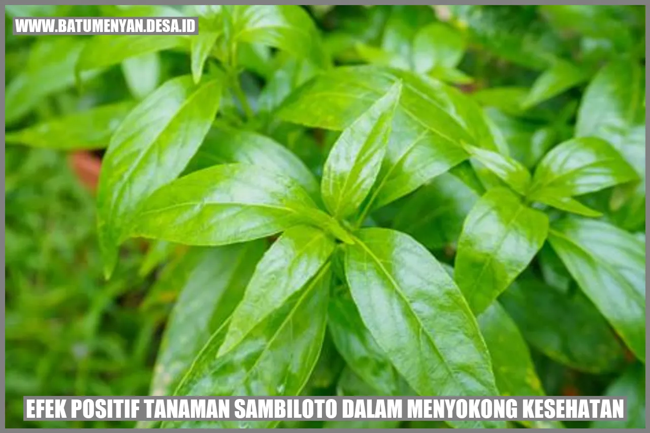 Click-worthy Short Efek Positif Tanaman Sambiloto dalam Menyokong Kesehatan