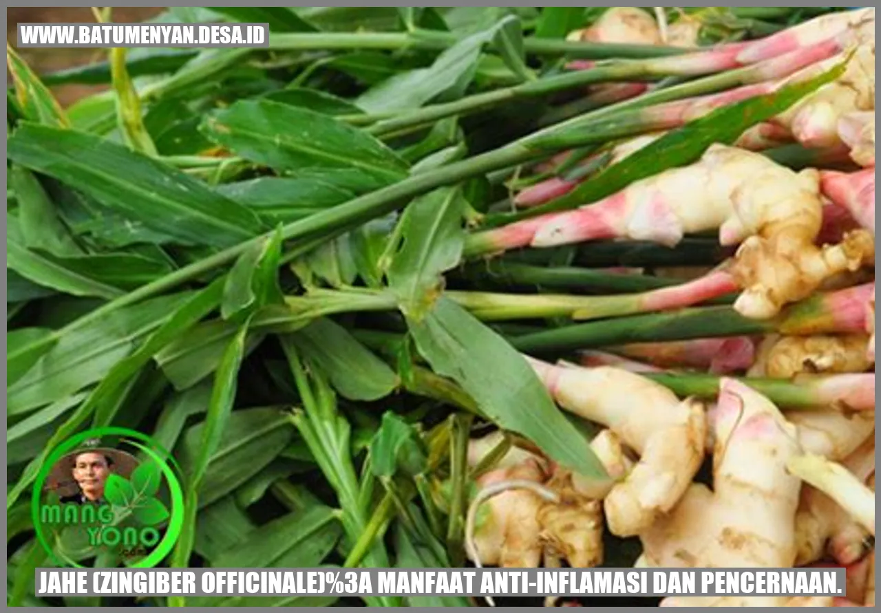 Jahe (Zingiber officinale): Manfaat Anti-inflamasi dan Pencernaan.