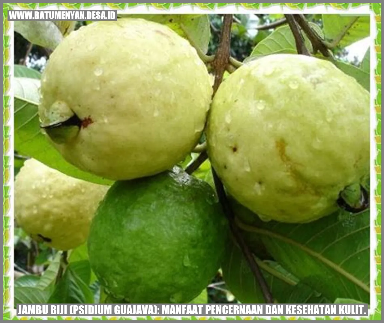 Jambu Biji (Psidium guajava): Manfaat Pencernaan dan Kesehatan Kulit.