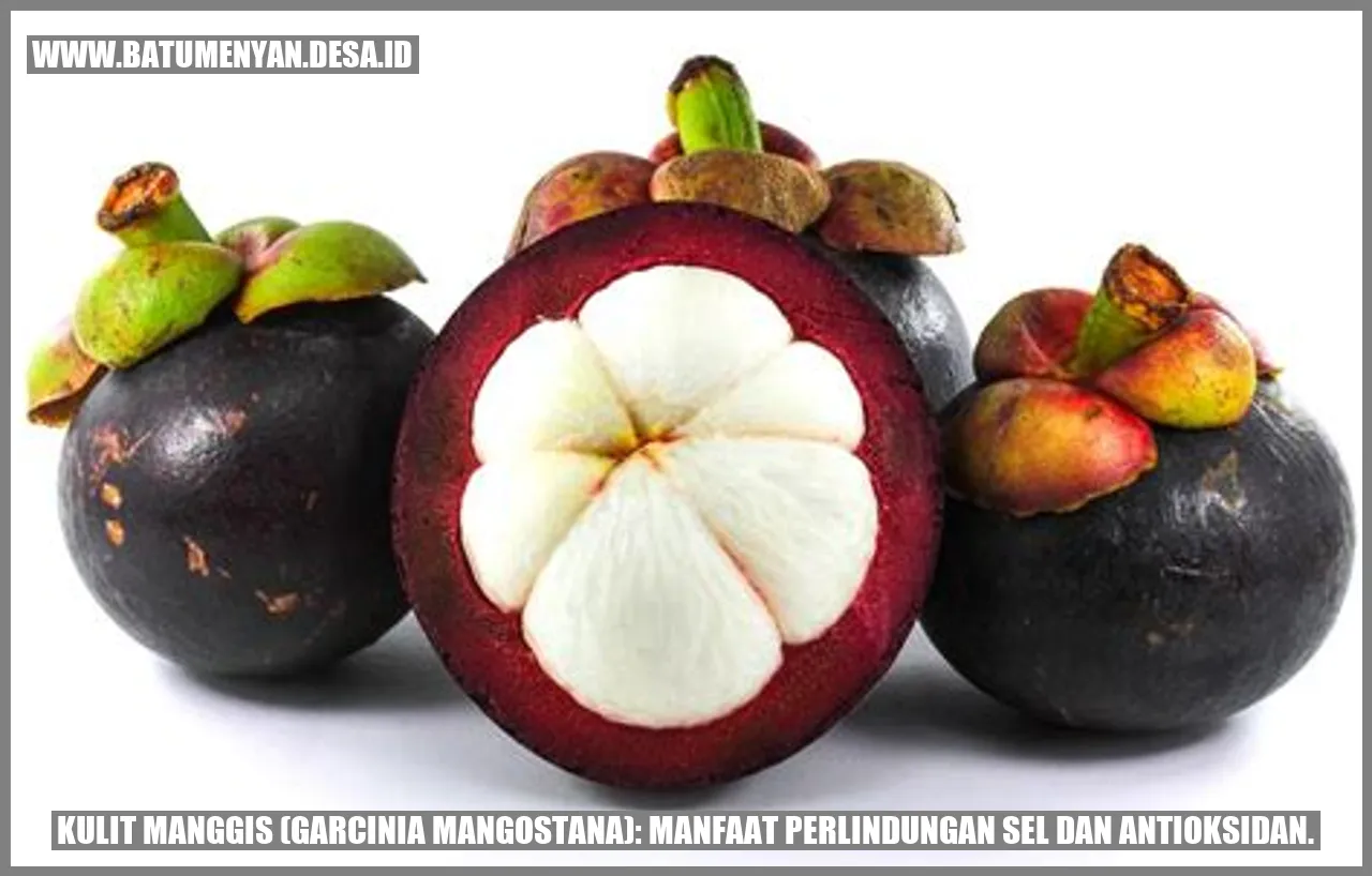 Kulit Manggis (Garcinia mangostana): Manfaat Perlindungan Sel dan Antioksidan.