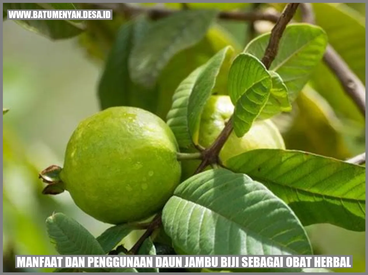 Manfaat dan Penggunaan Daun Jambu Biji sebagai Obat Herbal
