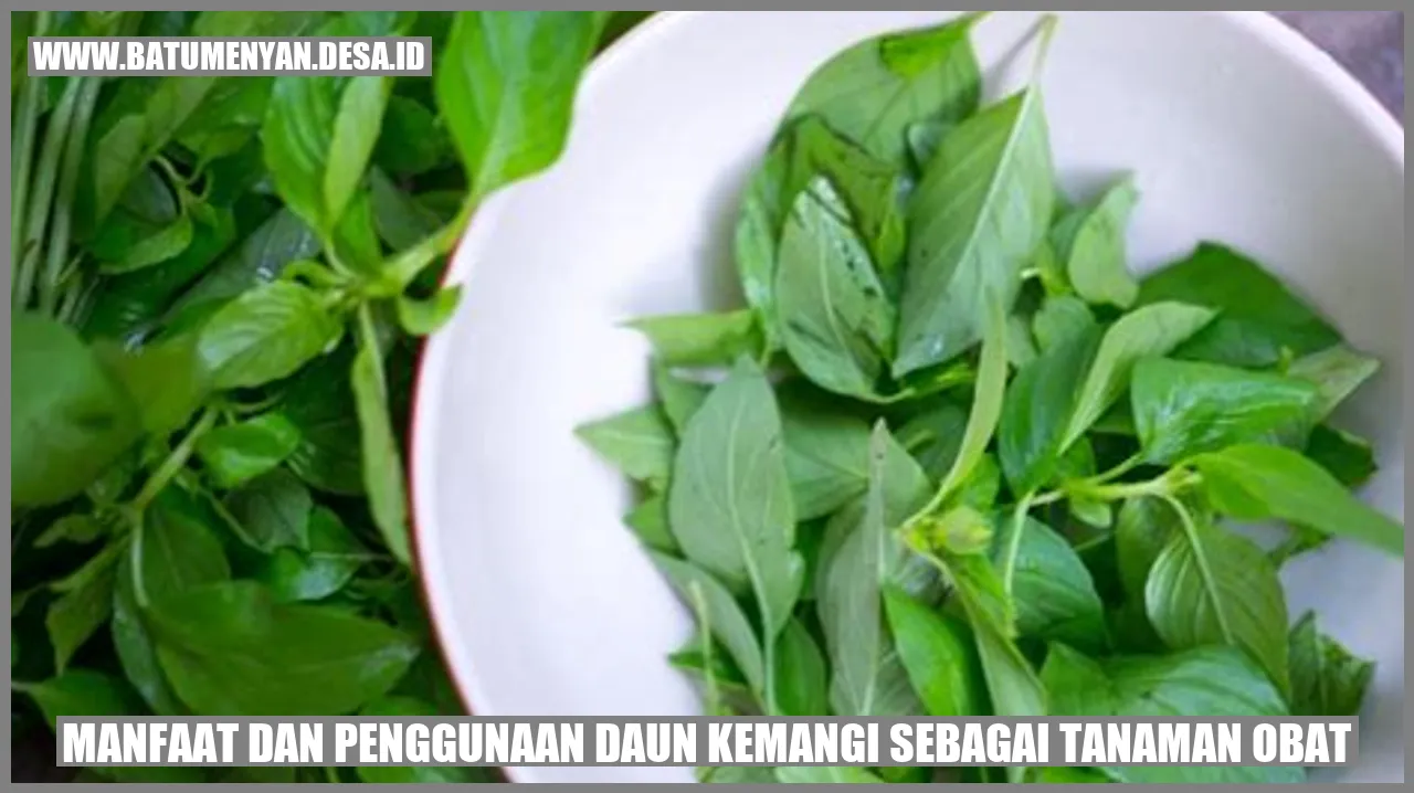 Manfaat dan Penggunaan Daun Kemangi sebagai Tanaman Obat
