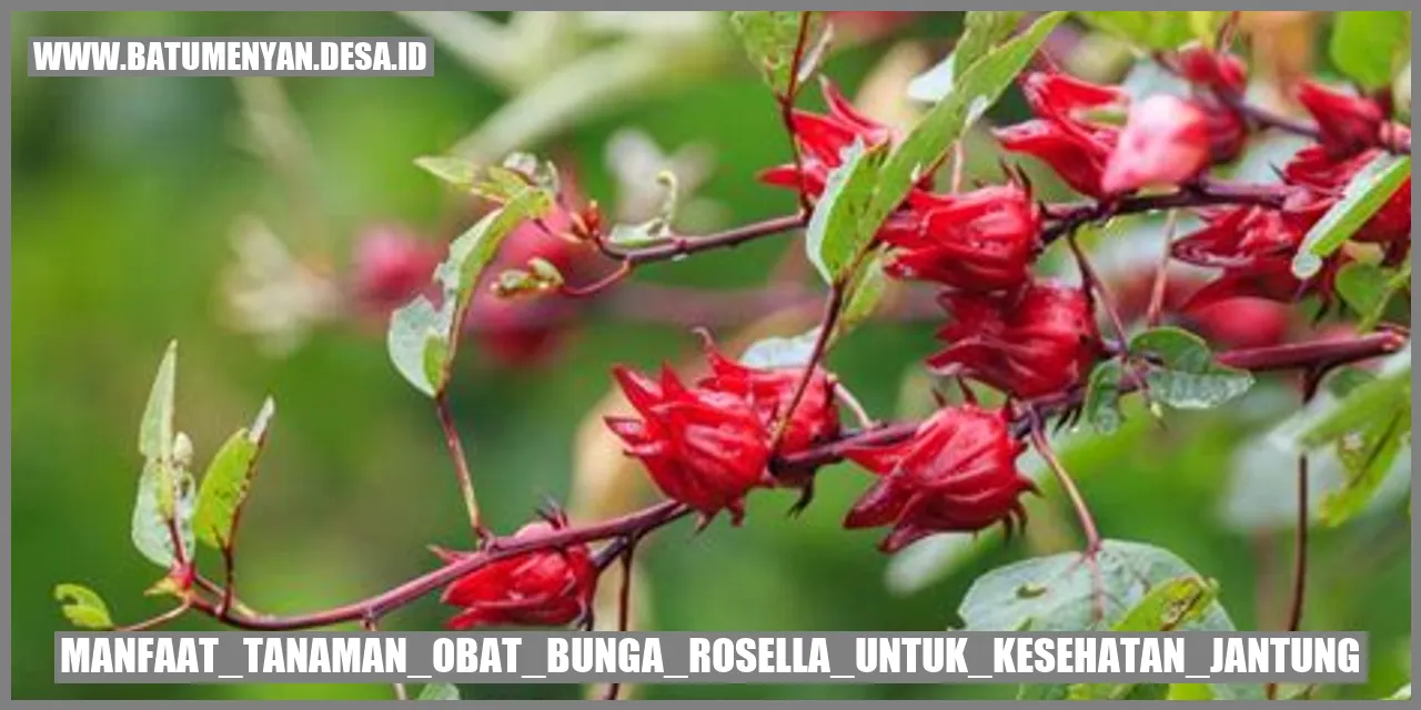 Manfaat Tanaman Obat Bunga Rosella untuk Kesehatan Jantung