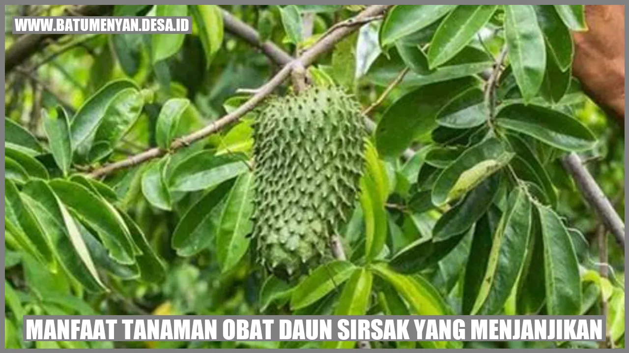 Manfaat Tanaman Obat Daun Sirsak yang Menjanjikan