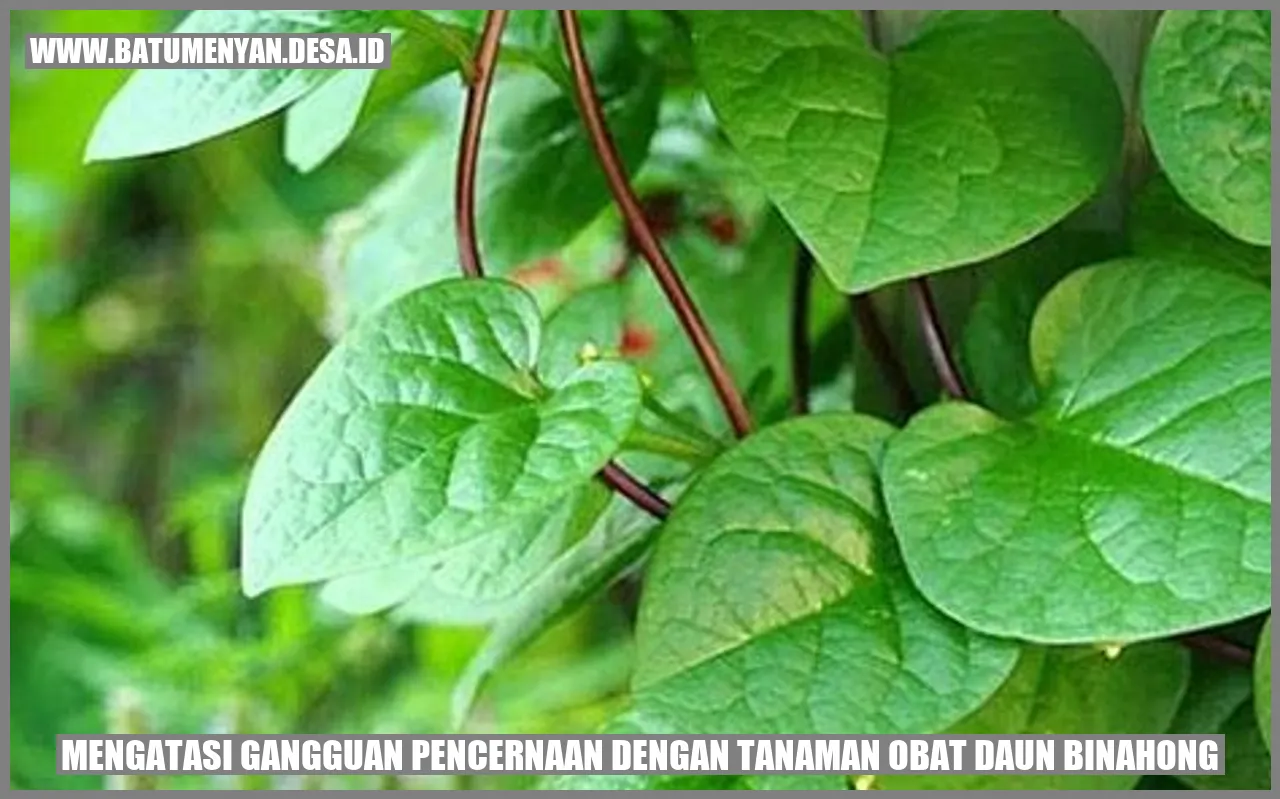 Mengatasi Gangguan Pencernaan dengan Tanaman Obat Daun Binahong