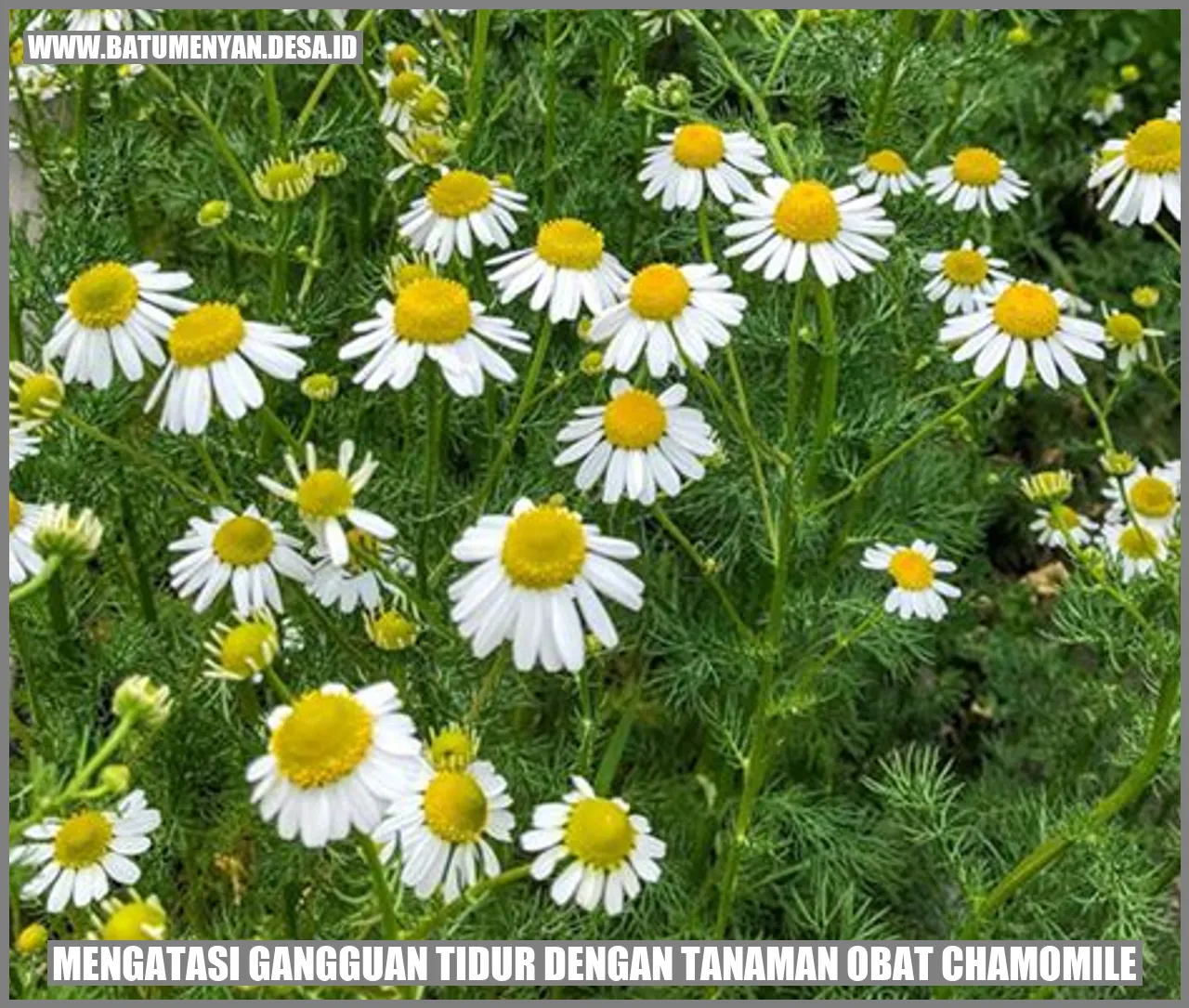 Mengatasi Gangguan Tidur dengan Tanaman Obat Chamomile
