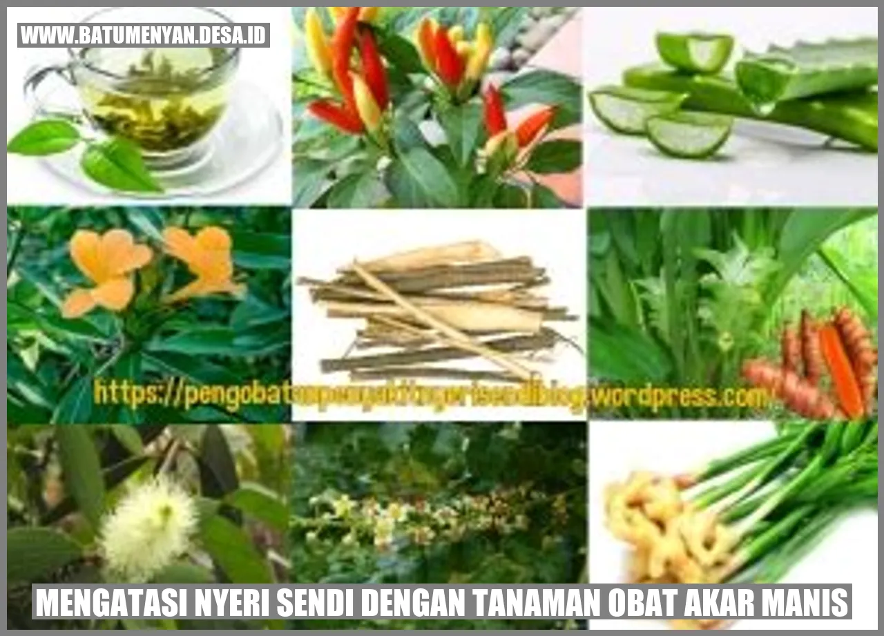Mengatasi Nyeri Sendi dengan Tanaman Obat Akar Manis