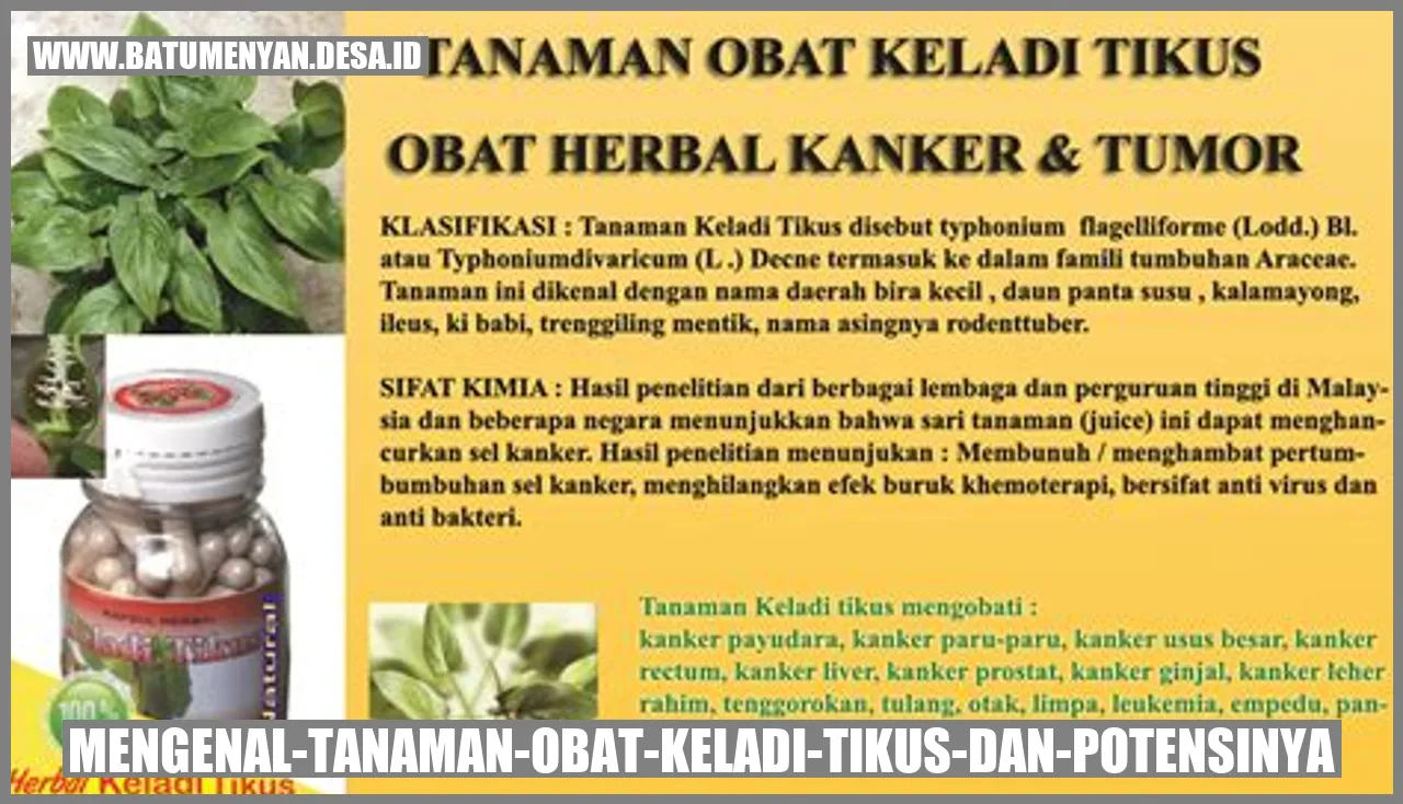 Mengenal Tanaman Obat Keladi Tikus dan Potensinya