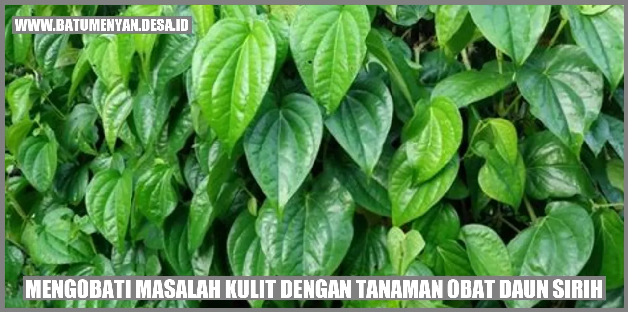 Mengobati Masalah Kulit dengan Tanaman Obat Daun Sirih
