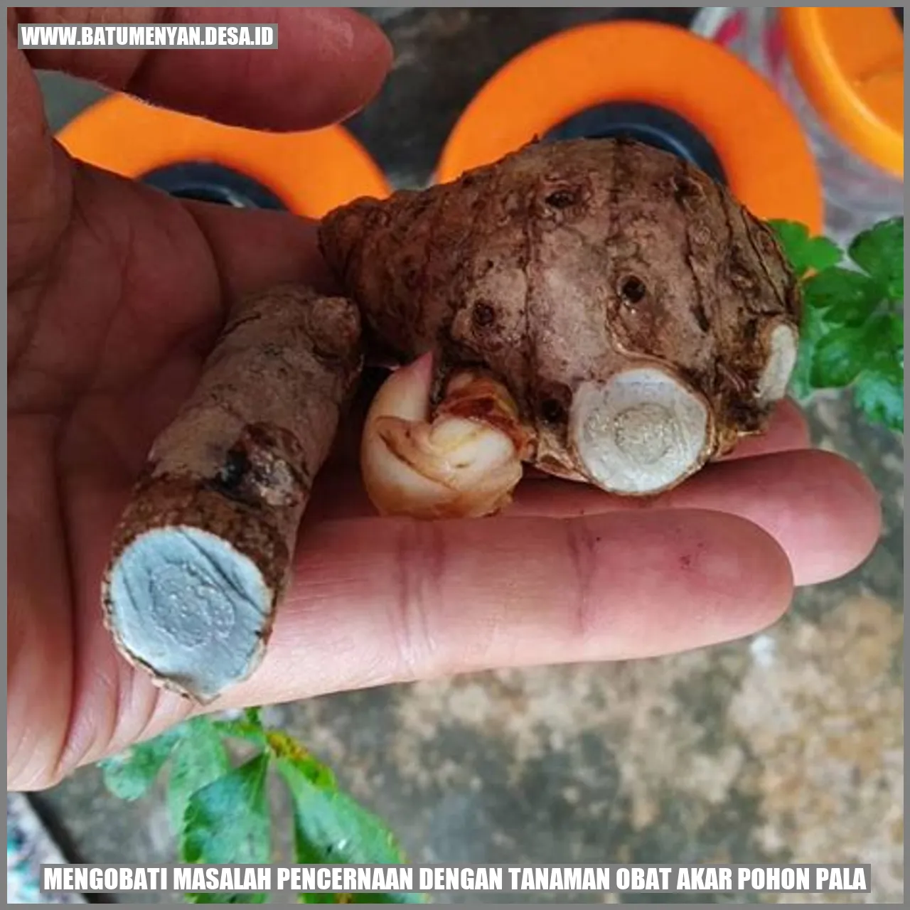 Mengobati Masalah Pencernaan dengan Tanaman Obat Akar Pohon Pala