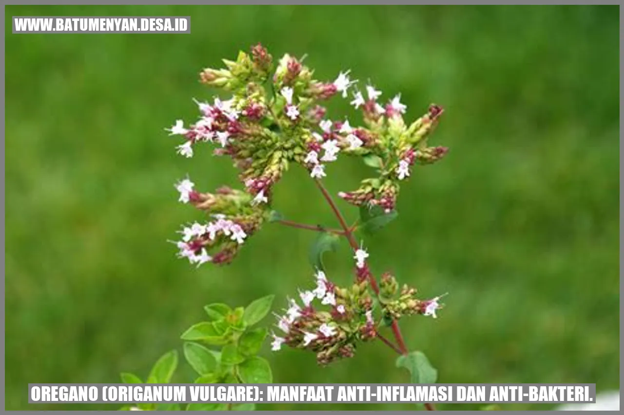 Oregano (Origanum vulgare): Manfaat Anti-inflamasi dan Anti-bakteri.