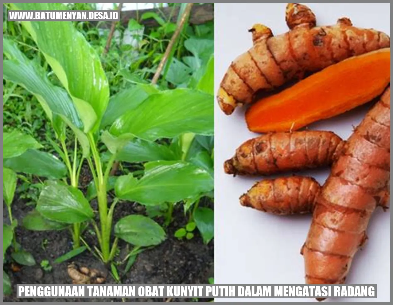 Penggunaan Tanaman Obat Kunyit Putih dalam Mengatasi Radang: Keajaiban Herbal dari Alam