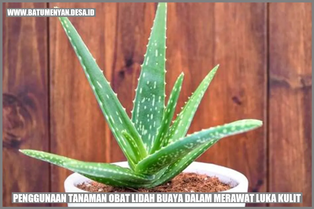 Penggunaan Tanaman Obat Lidah Buaya dalam Merawat Luka Kulit