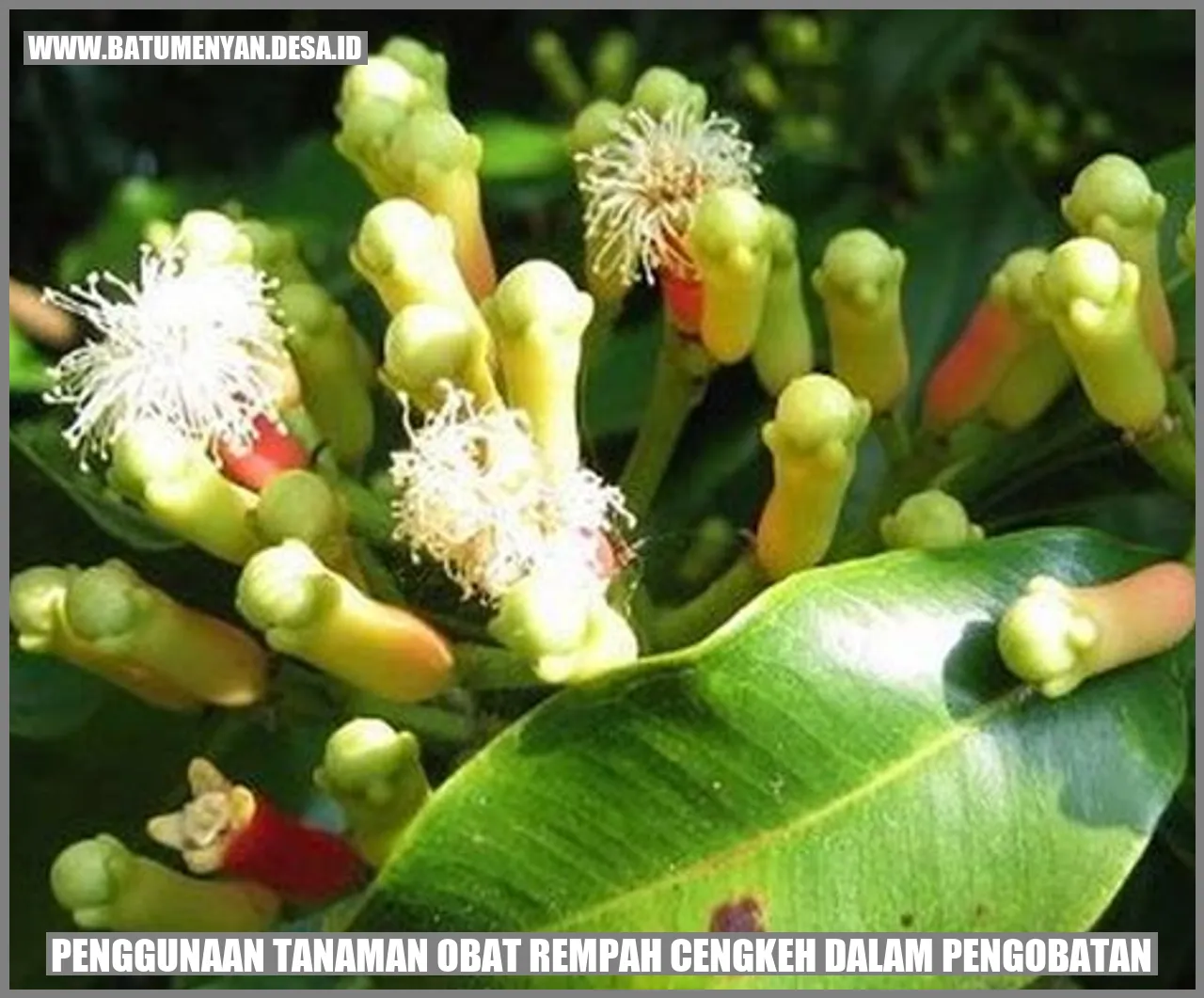 Penggunaan Tanaman Obat Rempah Cengkeh dalam Pengobatan