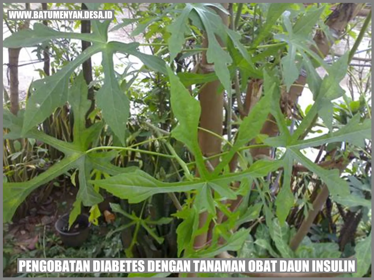 Pengobatan Diabetes dengan Tanaman Obat Daun Insulin