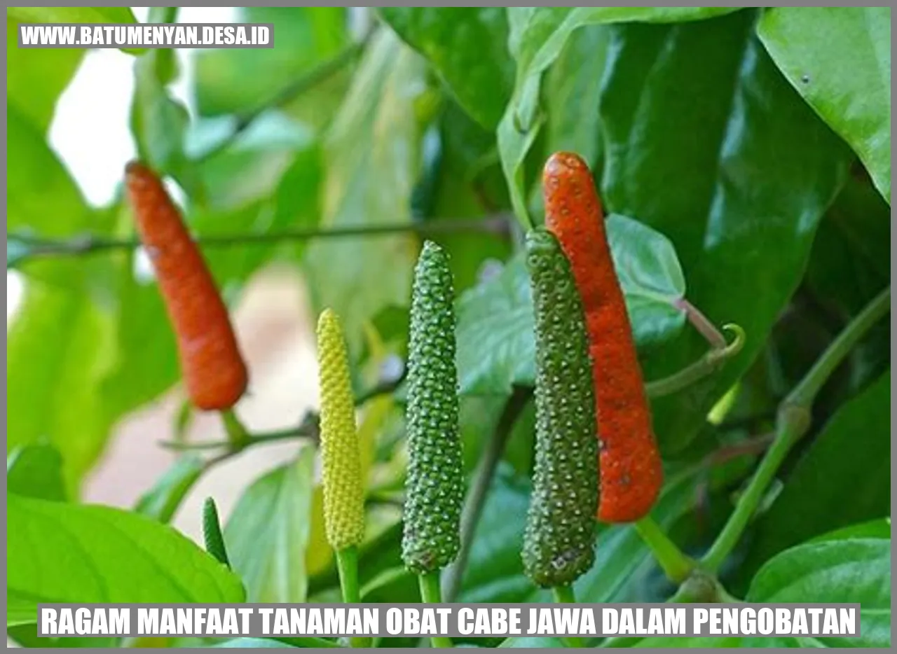 Ragam Manfaat Tanaman Obat Cabe Jawa dalam Pengobatan