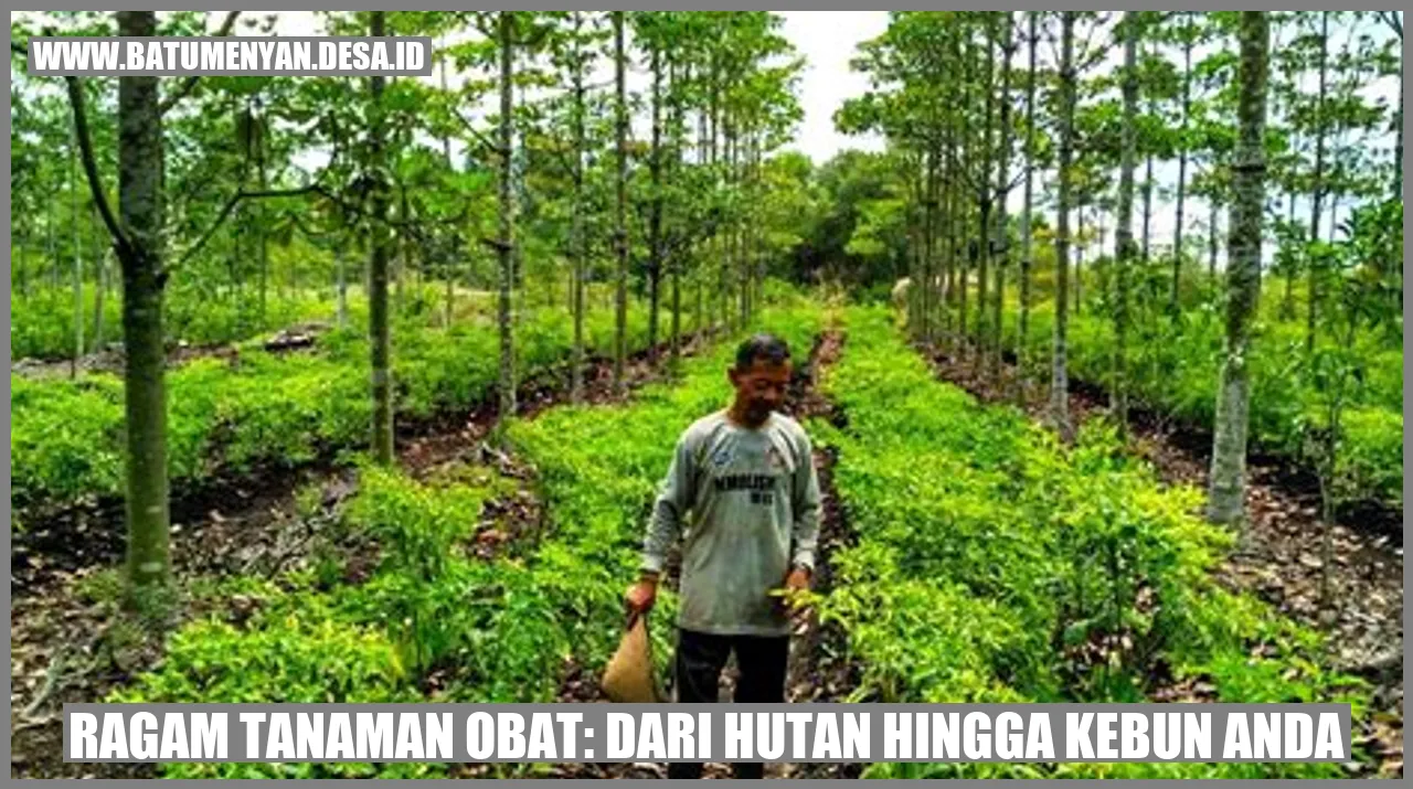 Ragam Tanaman Obat: Dari Hutan Hingga Kebun Anda