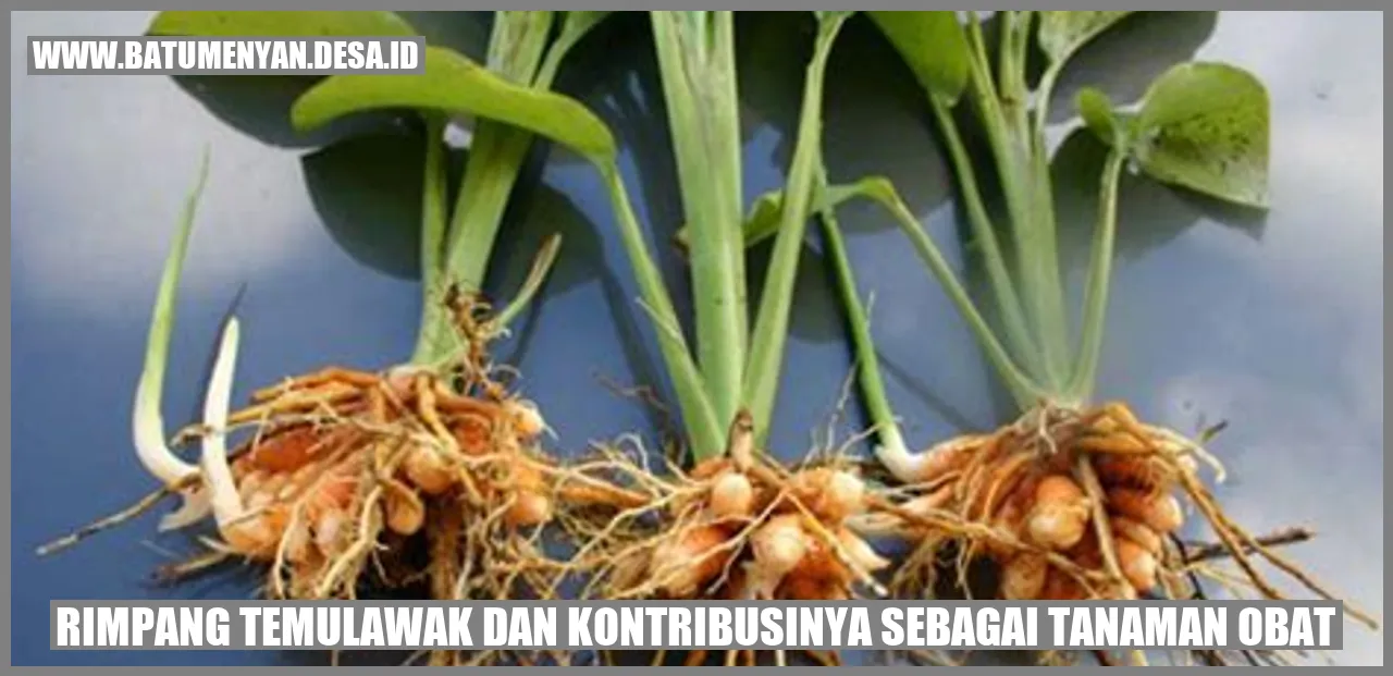 Rimpang Temulawak dan Kontribusinya sebagai Tanaman Obat
