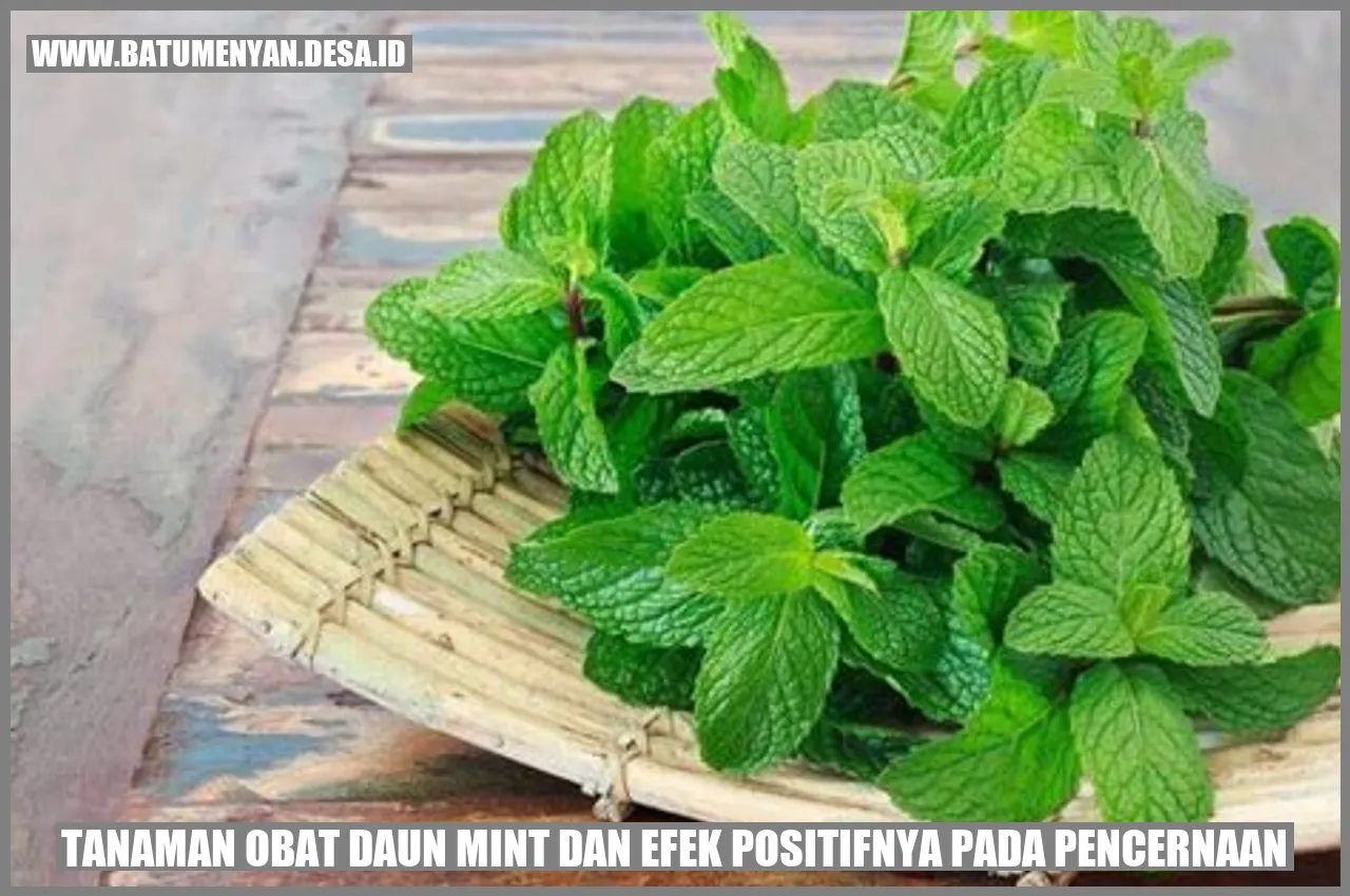 Tanaman Obat Daun Mint dan Efek Positifnya pada Pencernaan