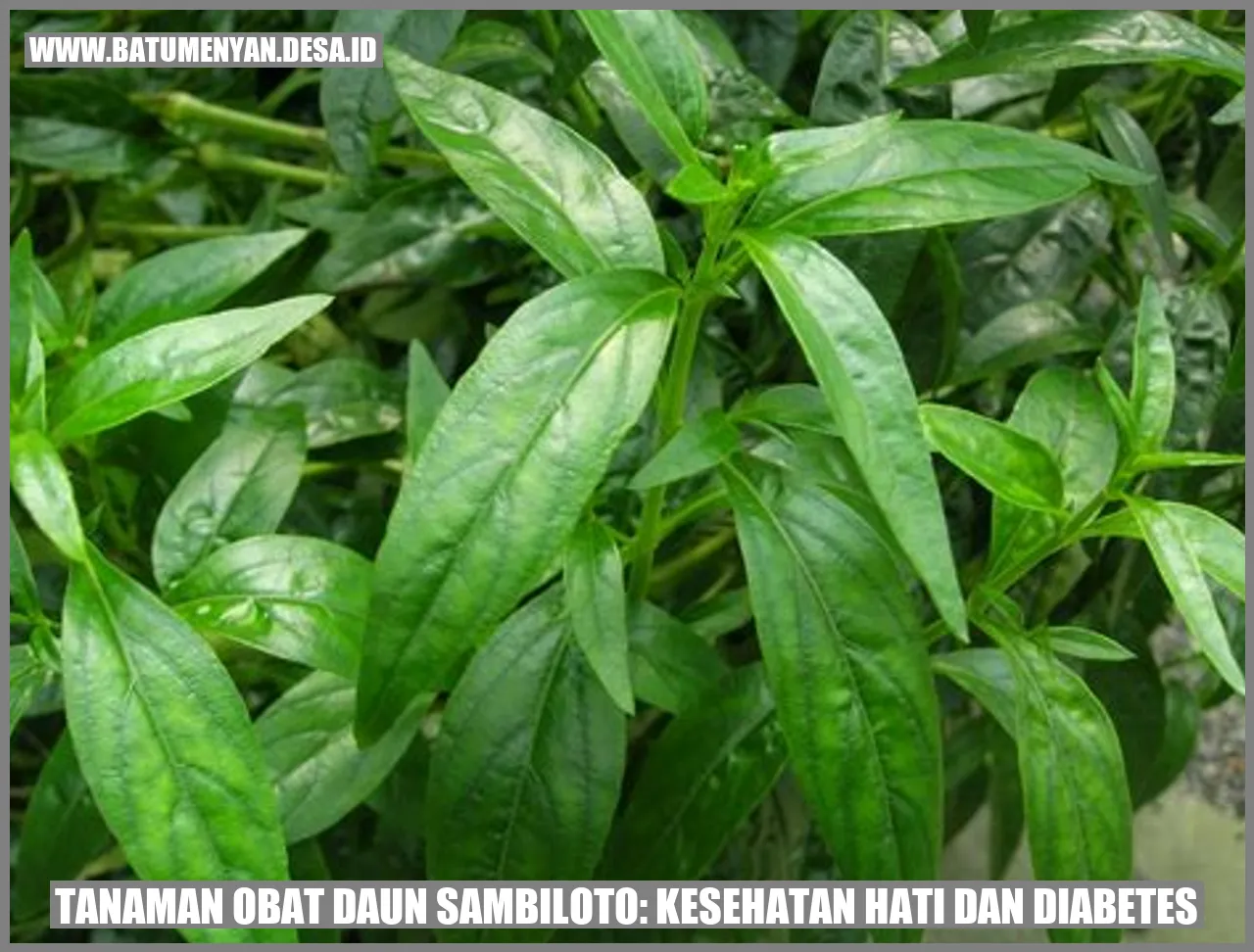Tanaman Obat Daun Sambiloto: Kesehatan Hati dan Diabetes