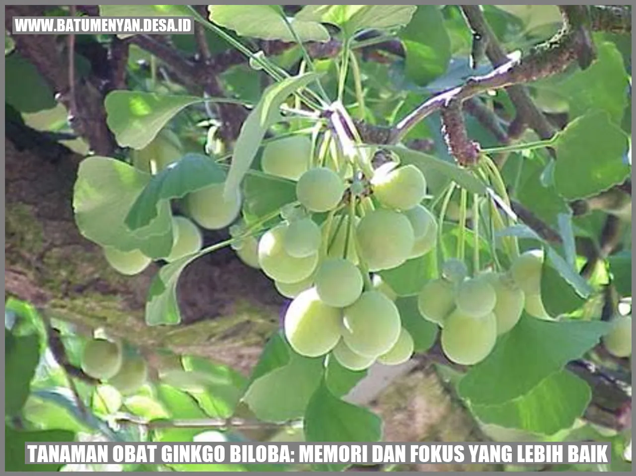 Tanaman Obat Ginkgo Biloba: Memori dan Fokus yang Lebih Baik