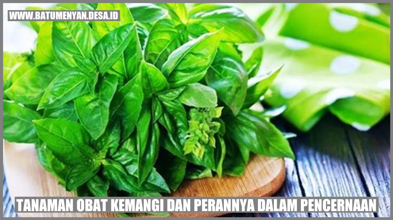Tanaman Obat Kemangi dan Perannya dalam Pencernaan