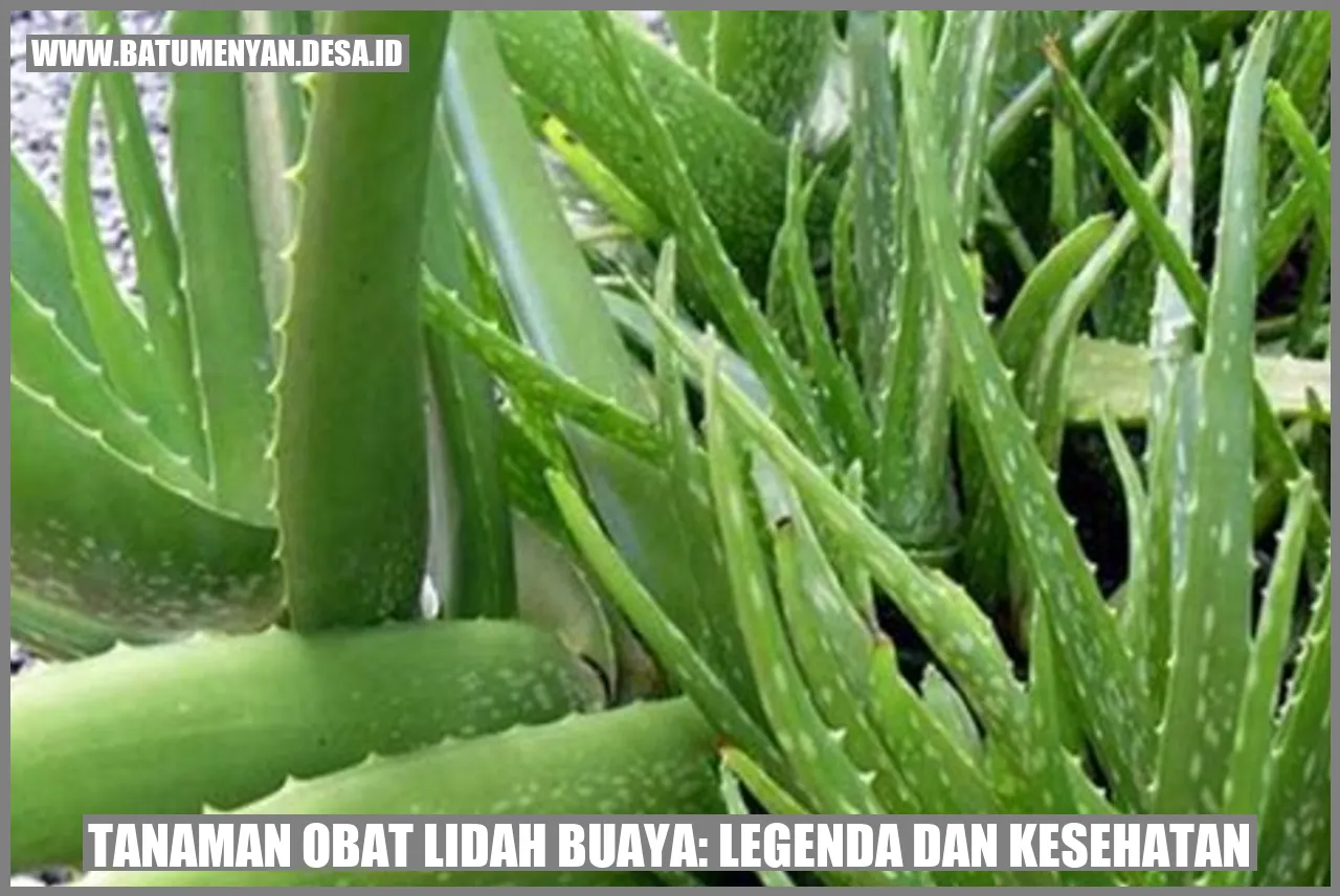 Tanaman Obat Lidah Buaya: Legenda dan Kesehatan