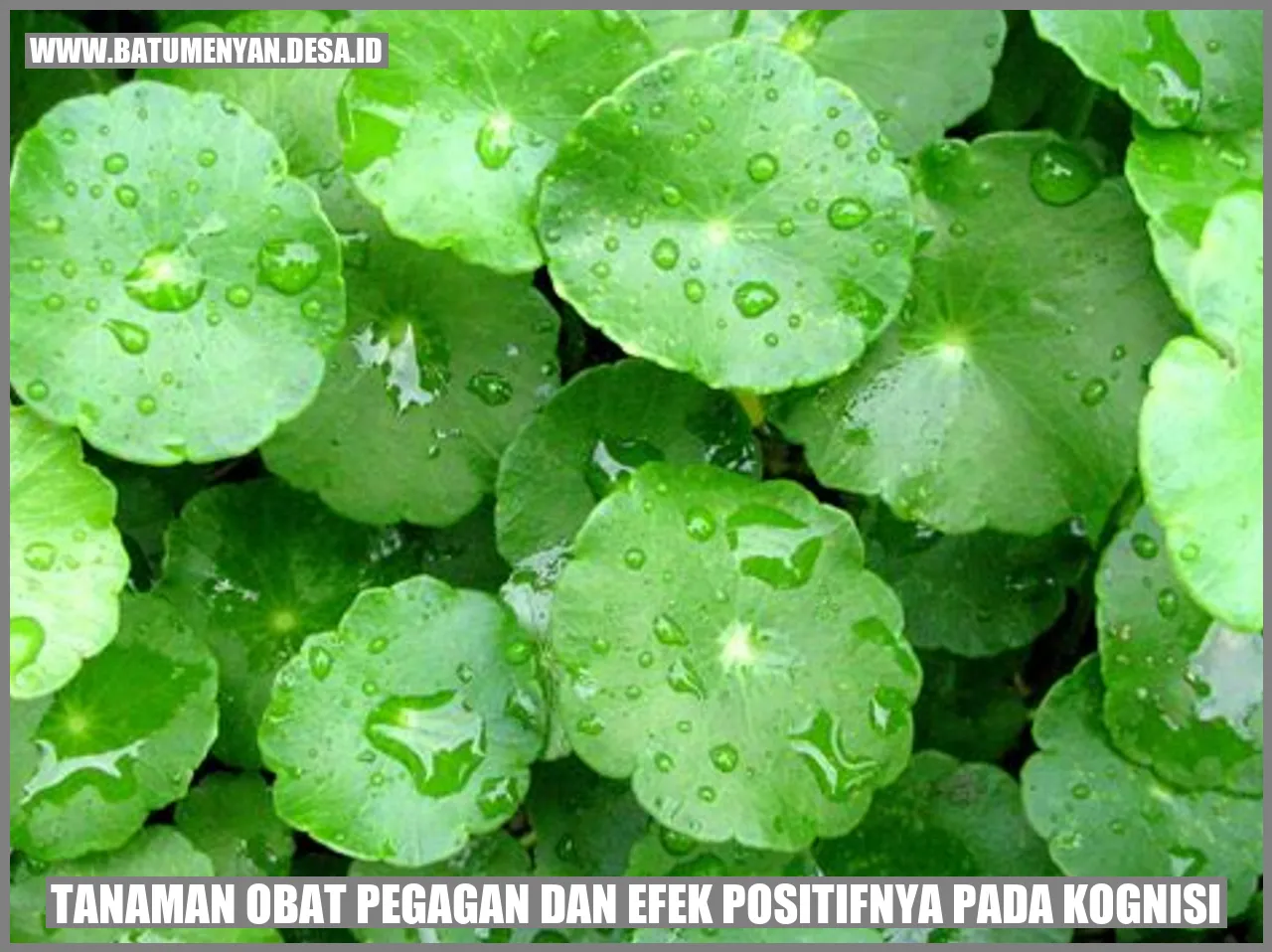 Tanaman Obat Pegagan dan Efek Positifnya pada Kognisi