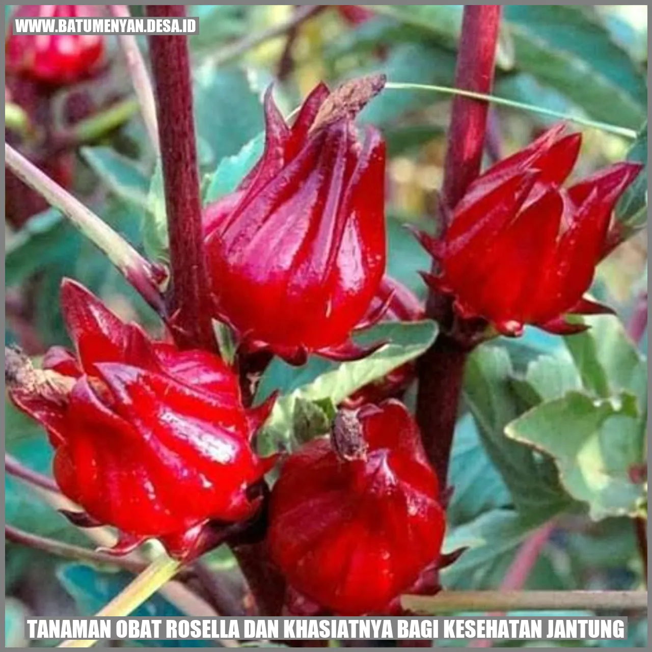 Tanaman Obat Rosella dan Khasiatnya bagi Kesehatan Jantung