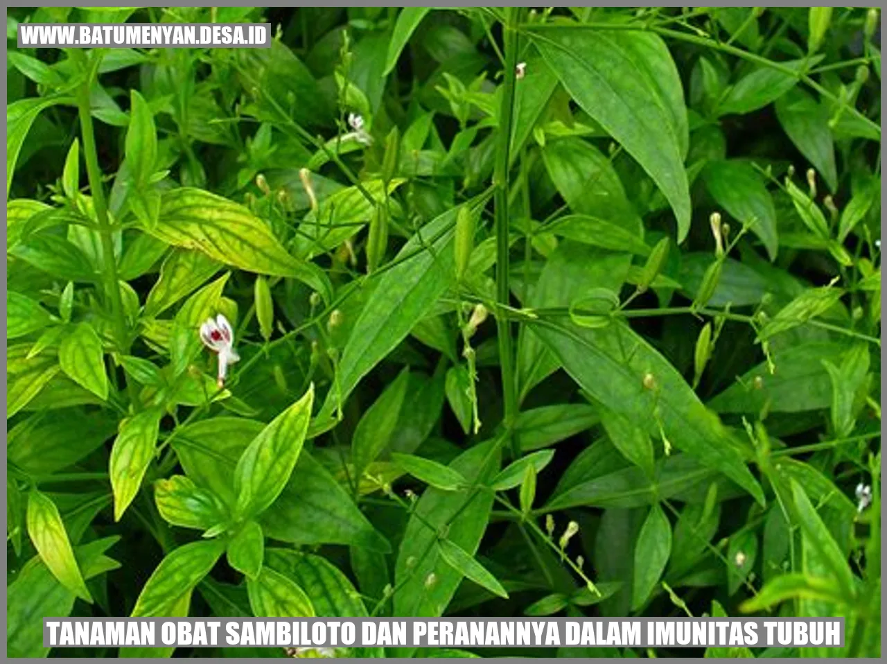 Tanaman Obat Sambiloto dan Peranannya dalam Imunitas Tubuh