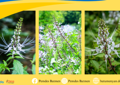 Kumis Kucing : Manfaatnya sebagai Tanaman Herbal untuk Kesehatan