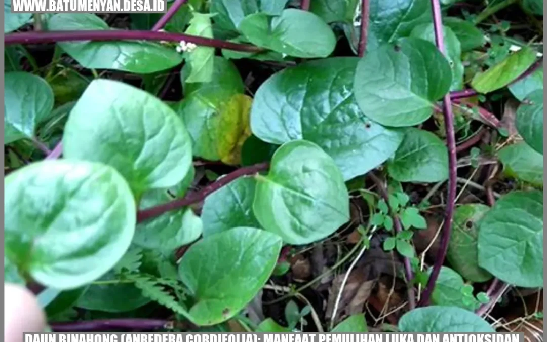 Daun Binahong (Anredera cordifolia): Manfaat Pemulihan Luka dan Antioksidan.