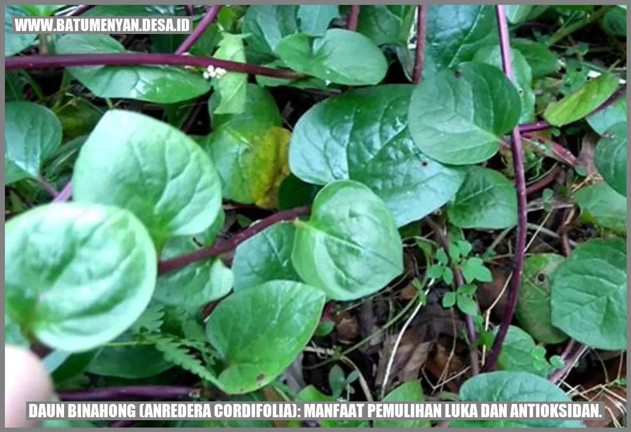 Daun Binahong (Anredera cordifolia): Manfaat Pemulihan Luka dan Antioksidan.
