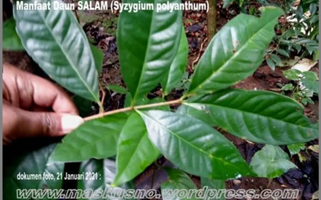 Daun Salam (Syzygium polyanthum): Manfaat Pengatur Gula Darah dan Antioksidan.