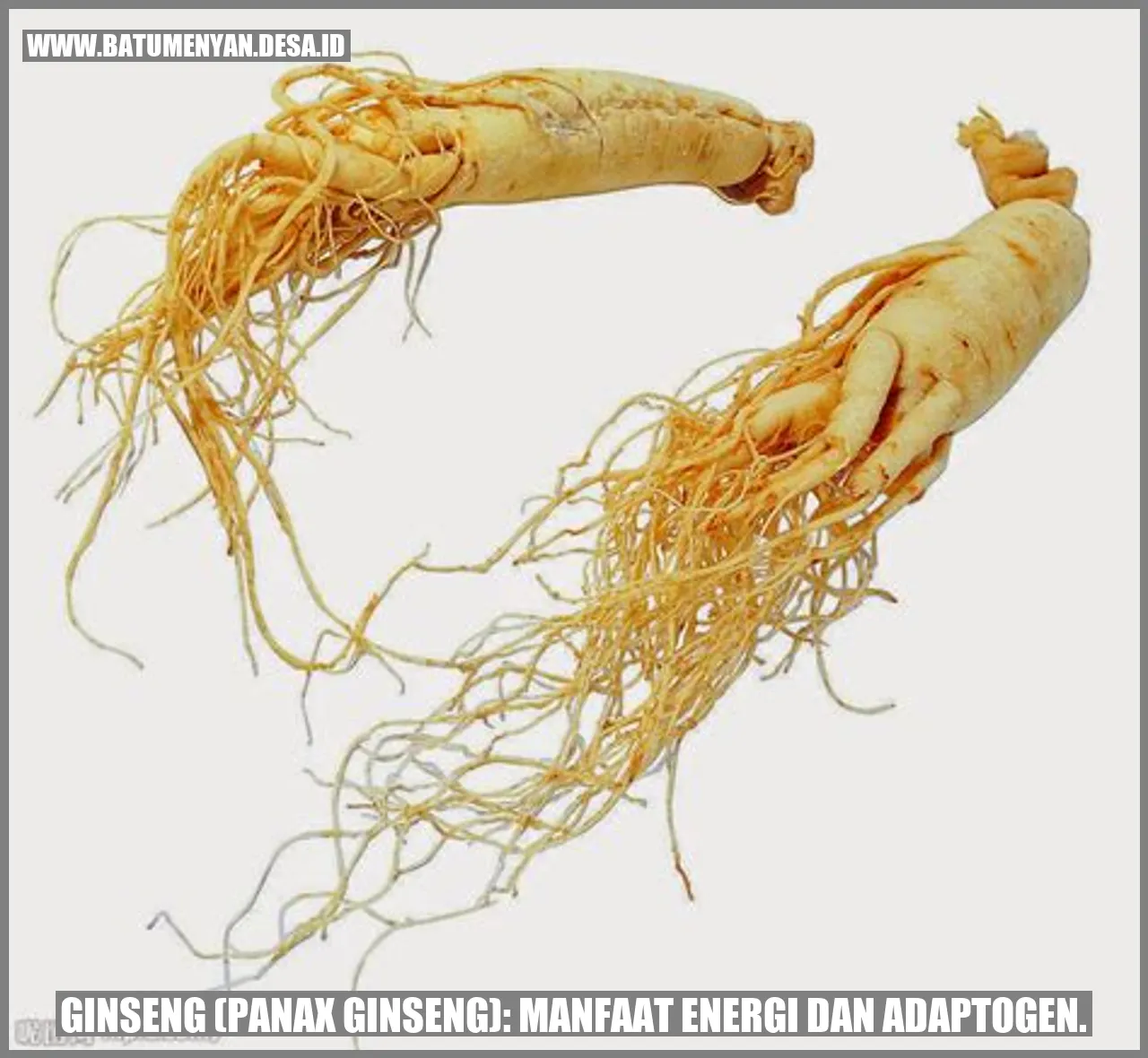 Ginseng (Panax ginseng): Manfaat Energi dan Adaptogen.