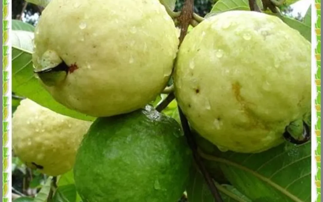 Jambu Biji (Psidium guajava): Manfaat Pencernaan dan Kesehatan Kulit.