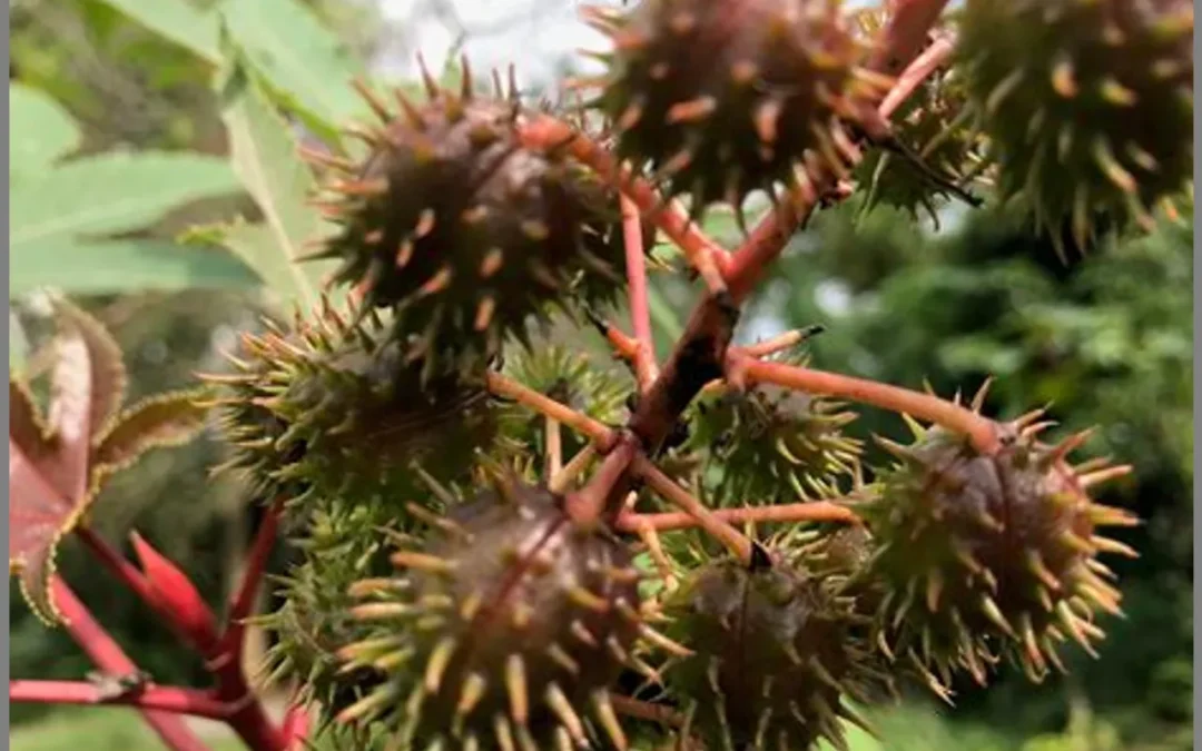 Jarak (Ricinus communis): Manfaat Minyak Jarak dan Kesehatan Kulit