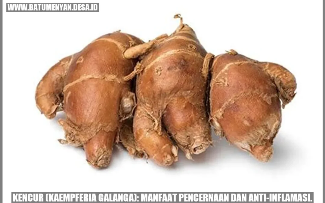 Kencur (Kaempferia galanga): Manfaat Pencernaan dan Anti-inflamasi.