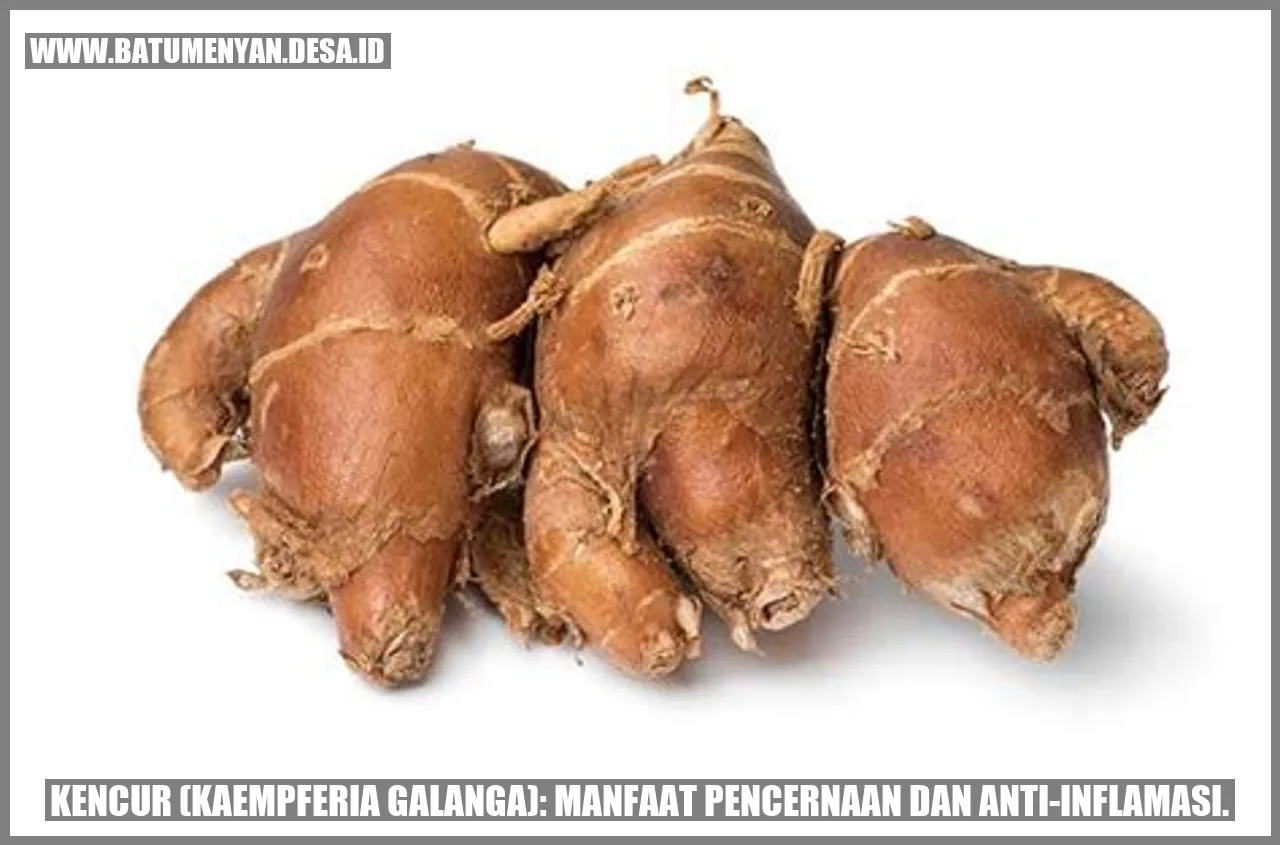 Kencur (Kaempferia galanga): Manfaat Pencernaan dan Anti-inflamasi.