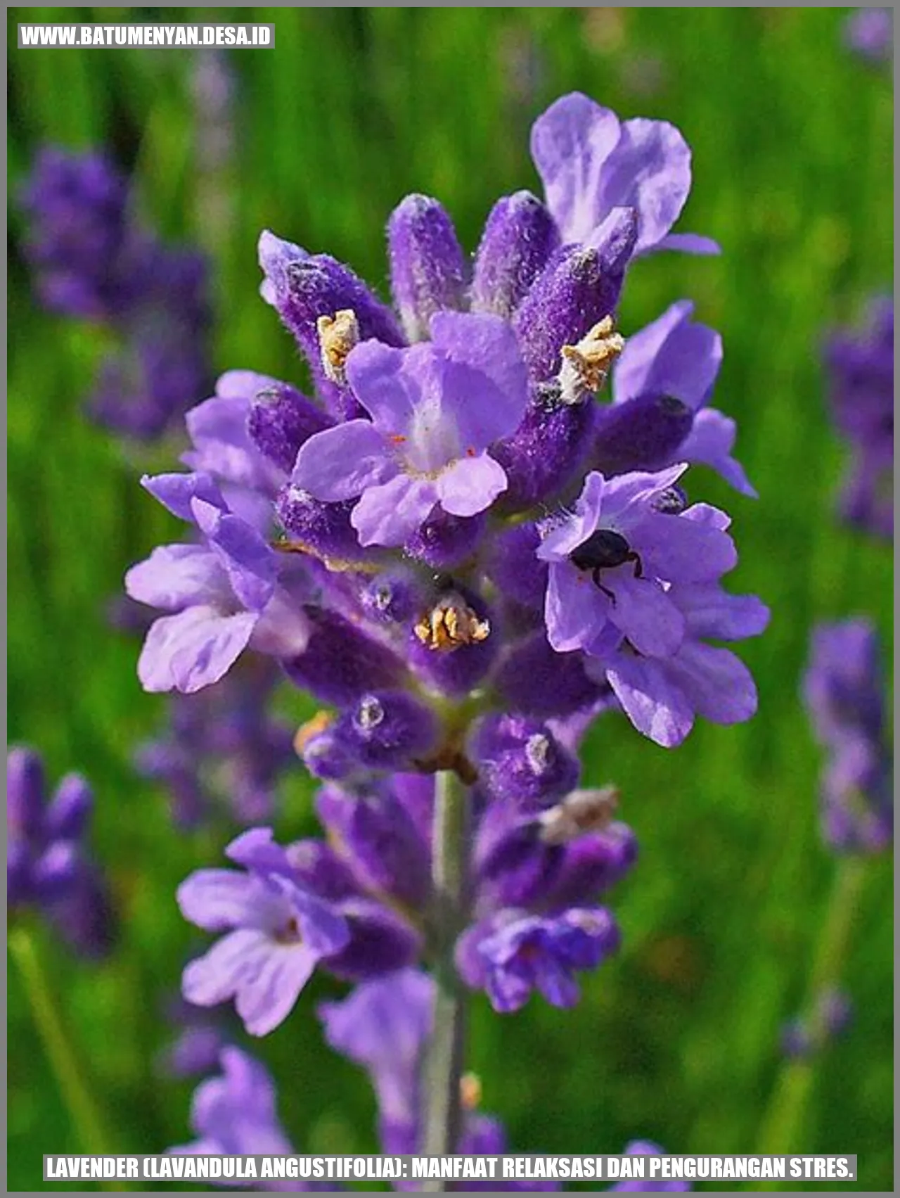 Lavender (Lavandula angustifolia): Manfaat Relaksasi dan Pengurangan Stres.