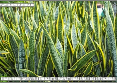 Lidah Mertua (Sansevieria trifasciata): Manfaat Udara Bersih dan Detoksifikasi.