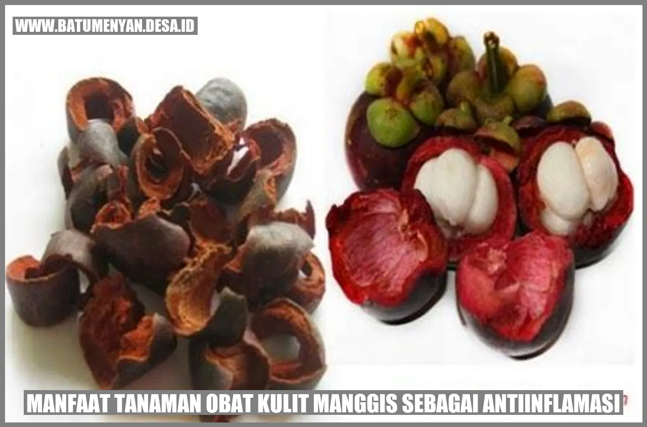 Tanaman Obat Kulit Manggis